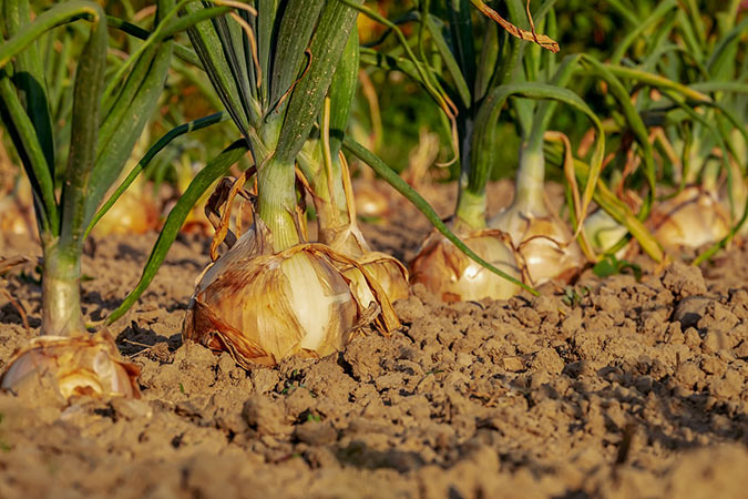 Onion Growing Photo