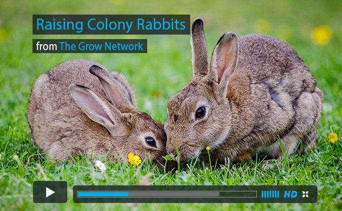 Colony Rabbits Video Image